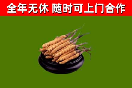聊城烟酒回收冬虫夏草.jpg